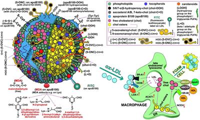 Methods on LDL particle isolation, characterization, and component fractionation for the development of novel specific oxidized LDL status markers for atherosclerotic disease risk assessment